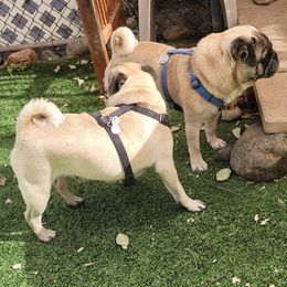 AKC Cayce - Pug