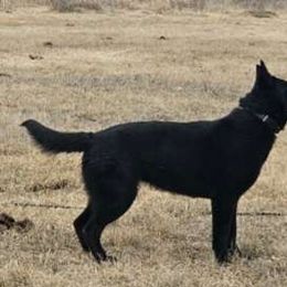 Zena - German Shepherd