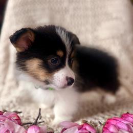 Light Green Male - Black and tan male Pembroke Welsh Corgi puppy in La Porte City, Iowa from Cedar River Corgis