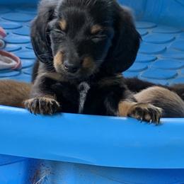 Dachshund Puppies from L & A Dachshunds
