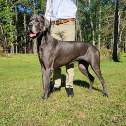 Tater - Great Dane