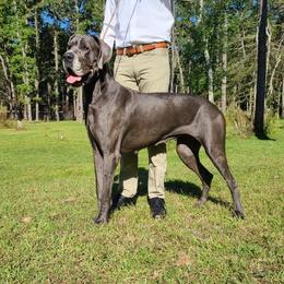 Tater - Great Dane