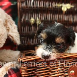 Biewer Terrier Puppies from Biewer Terriers of Florida Dawn