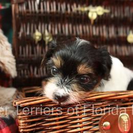 Biewer Terrier Puppies from Biewer Terriers of Florida Dawn