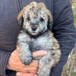 Sushi - Sable male Schnoodle puppy in Colorado Springs, Colorado from Spice Mountain Puppies
