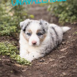 Mickey - Blue merle female Border Collie puppy in Sanger, California from Flying M Cactus Ranch Buddies