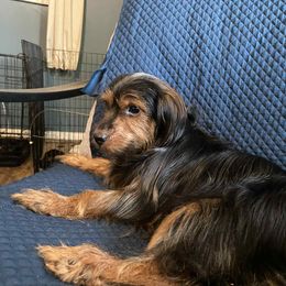 Georgia - Yorkshire Terrier