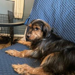 Georgia - Yorkshire Terrier