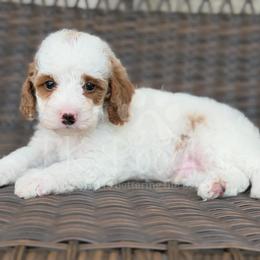 Cream - Parti male Poodle puppy in Belleville, New Jersey from TK Poodles