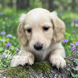 Clear cream 2650 - Cream male Dachshund puppy in Nashville, Arkansas from Whisenhunt Farms