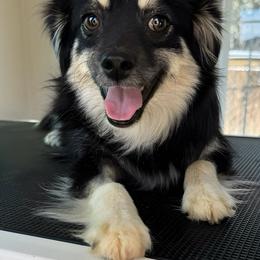 Lady - Australian Shepherd