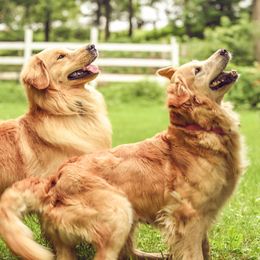 Golden Retrievers from Rainbow Ridge Farm