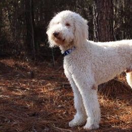 Dilute Retrievers, Labradoodles, and Labrador Retrievers from Cypress Kennels