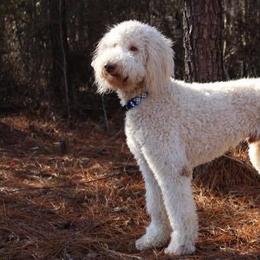 Dilute Retrievers, Labradoodles, and Labrador Retrievers from Cypress Kennels