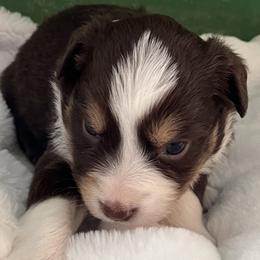 Violet - Red tri female Miniature Australian Shepherd puppy in Godley, Texas from Nana and Paws Aussies