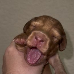 Kit Kat - Chocolate male Dachshund puppy in Saginaw, Texas from Saginaw Dachshunds