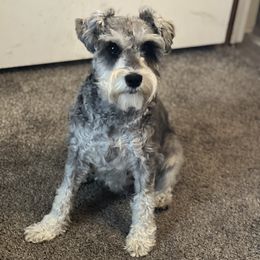 Miniature Schnauzers from Small Town Schnauzers