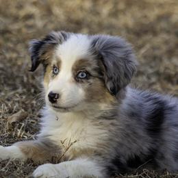 Malibu- - Blue merle female Miniature American Shepherd puppy in Franklinville, North Carolina from Fine Hill Miniature Americans