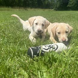 Labrador Retriever Puppies from Valley Creek Dog Boarding and Training