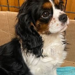 Cavalier King Charles Spaniels from Heart R Cavaliers