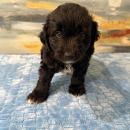 Girl 2 Aussie Doodle - Black female Miniature Australian Shepherd puppy in Pensacola, Florida from TNT MINI AUSSIES