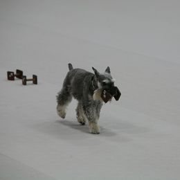 Miniature Schnauzer All Grown Up from Southcross Miniature Schnauzers