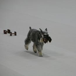 Miniature Schnauzer All Grown Up from Southcross Miniature Schnauzers