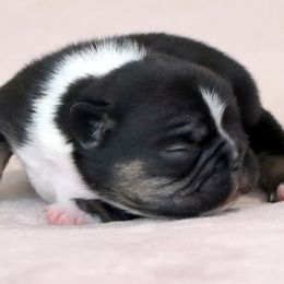 Biggs - Tricolors male French Bulldog puppy in Winnsboro, Texas from JP Ranch Bulldogs
