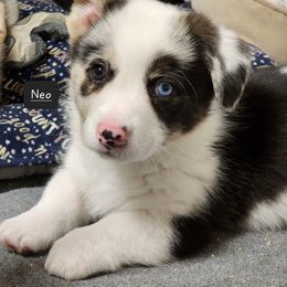 American Corgi Puppies from Wigglebutts American Corgis