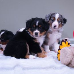 Miniature American Shepherd and Toy Australian Shepherd Puppies from Fifth Avenue Australian Shepherds