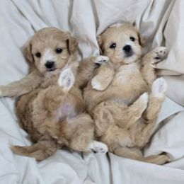 Girl 2 - Apricot female Maltipoo puppy in Washington from Mt.BakerPoodles&Doodles