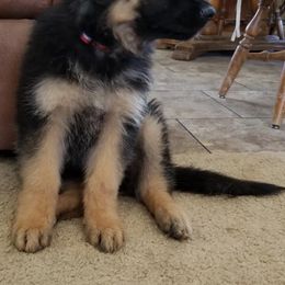 German Shepherd and Papillon Puppies from AZSunshine K9's