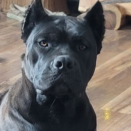 Kya - Cane Corso