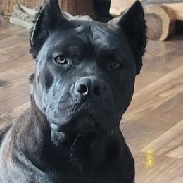 Kya - Cane Corso