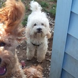 Goldendoodles and Poodles from Capens' Doodles,Poodles and Poo's