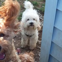 Goldendoodles and Poodles from Capens' Doodles,Poodles and Poo's