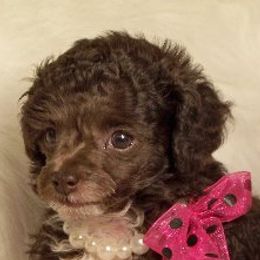 Poodles from Southern Lady Red Poodles