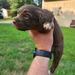 Girl 3 - Red tri Miniature Australian Shepherd puppy in New London, Minnesota from TWO ACRE HILLS