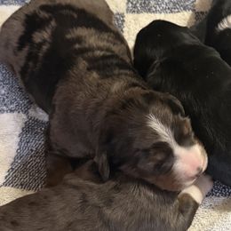 Wyatt - Blue merle male Bernedoodle puppy in Campbellsville, Kentucky from Blue Belle Hills Bernedoodles