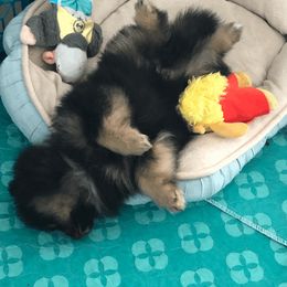 Pomeranian Puppies from Yates Pomeranians