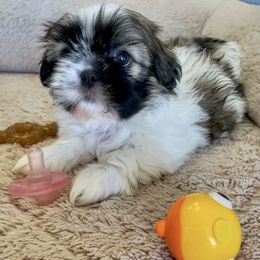 Shih Tzu Puppies from I ShihTzu Not of AZ