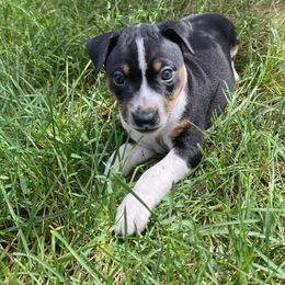 Rat Terrier Puppies from Hawthorne Terriers