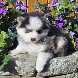 Tom - Black and white male Pomsky puppy in Spokane, Washington from Spokane Pomskies