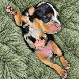 Lance - Merle male Cavapoo puppy in Lebanon, Kentucky from Mosaic Merle Doodles