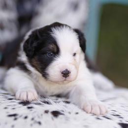 BTM 2 - Black tri-color male Australian Shepherd puppy in Elkton, Tennessee from Riverlook Australian Shepherds