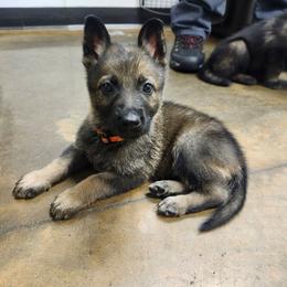 Whiskey (Red male) - Sable male German Shepherd puppy in Winchester, Kentucky from Del Lago Canine
