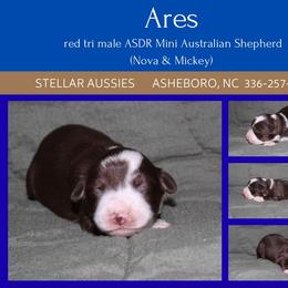 Ares - Red tri male Miniature Australian Shepherd puppy in Asheboro, North Carolina from Stellar Aussies