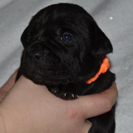 Boy 3 - male Cane Corso puppy in Sault Ste Marie, Michigan from Willow Creek Cane Corsos