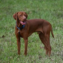Jax - Vizsla
