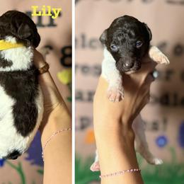 Goldendoodle and Poodle Puppies from Harrington Doodles & Poodles